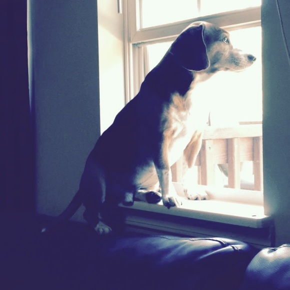 Meet your Posher, Kristy & Fur Baby Roscoe! - Picture 3 of 3